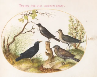 Merel, spreeuw(?) en andere vogels (plaat 65)