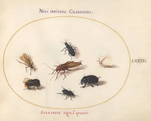 Plaat 67: Zeven Insecten, Inclusief een Witte Vlinder en een Bij