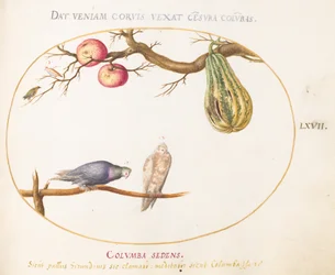 Plaat 67: Twee duiven onder een kalebas en appels