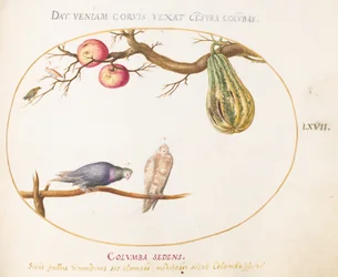 Plaat 67: Twee duiven onder een kalebas en appels