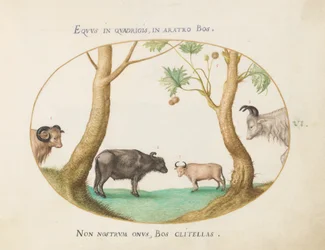 Plaat 6: Een verscheidenheid aan ossen met een ram en een waterbuffel(?) bij een plataan