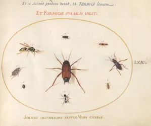 Plaat 70: Een Voorn Omringd door Insecten