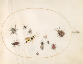 Plaat 72: Schildwants, kaneelwants, wesp en andere insecten