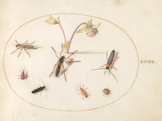 Plaat 76: Insecten met een Roze en Crème Akelei