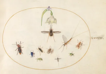 Plaat 77: gestippelde wolzwever met een witte bloem, een eendagsvlieg, een blauwe snuitkever en andere insecten