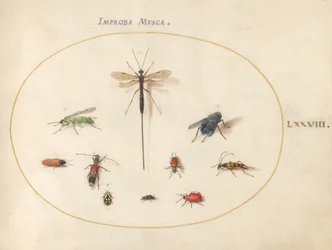 Plaat 78: Tien insecten, waaronder een blauwe vlieg