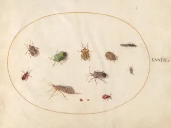 Plaat 79: Twaalf Insecten, Inclusief Schildwantsen