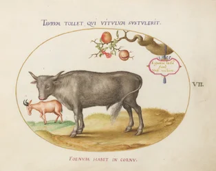 Plaat 7: Een Stier en een Gehoornd Dier