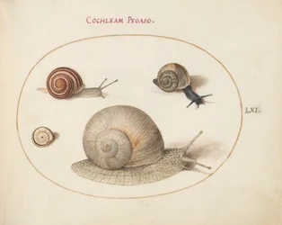 Slak, ca. 1575-80
