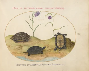 Schildpad, ca. 1575-80