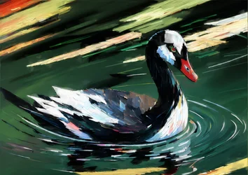 Dieren: zwarte zwaan 1