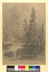 Bergbeek met naaldbomen