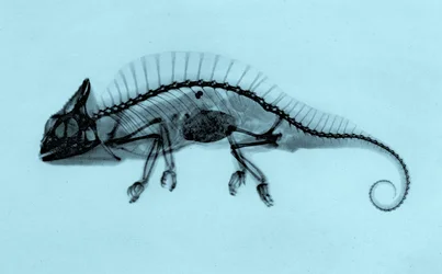Historische röntgenfoto van een kameleon (Trioceros cristatus) 1896 (foto)