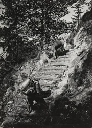Album "Meine weltkriegs - Erinnerungen South-West Front (Karinthië, Italië, Zuid-Tirol) 31/03/1915-12/11/1918 - Josef Zohles Wien": leger muilezels langs een steile helling