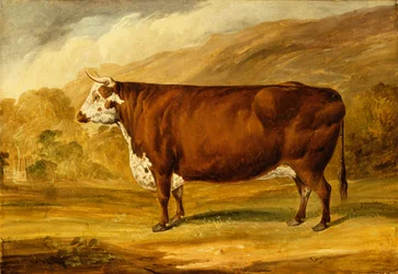 Een Hereford Stier