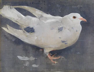 De duif