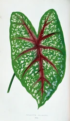 Chantini Caladium blad. Botanische plaat in "Planten met kleurrijk blad"