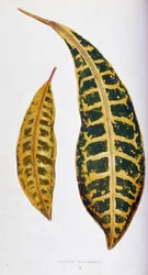 Croton blad variegata. Botanische plaat in "Planten met kleurrijk blad. Collectie van de meest opmerkelijke soorten gebruikt om tuinen, kassen en appartementen te versieren, door Edward Joseph Lowe en W. Howard, leden van de London Horticulture Society