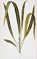 Croton blad variegatum angustifolium. Botanische plaat in 