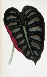 Blad van Alocasia metallica. Botanische plaat in Planten met gekleurd blad. Collectie van de meest opmerkelijke soorten gebruikt om tuinen, kassen en appartementen te versieren, door Edward Joseph Lowe en W. Howard, leden van de London Horticulture Society