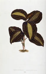Blad van Anoectochilus Xantophyllus. Botanische plaat in 