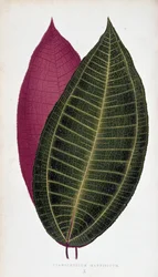 Blad van Cyanophyllum Magnificum. Botanische plaat in 