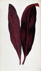 Blad van Dracaena ferrea in 