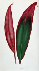 Blad van Dracaena ferrea versicolor. Botanische plaat in 