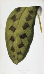 Blad van Maranta Pardina. Botanische plaat in 