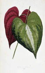 Yam bladeren in 2 kleuren (Dioscorea discolor). Botanische plaat in 