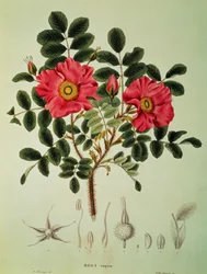 Rosa rugosa, uit 
