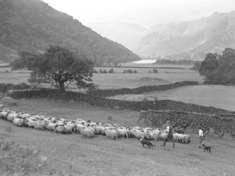 Een boer, een jongen en twee honden drijven een kudde schapen door een weiland, met het meer en de bergen op de achtergrond
