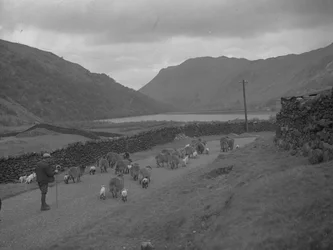 Een boer hoedt een kudde schapen en lammeren langs een weg, meer en bergen op de achtergrond