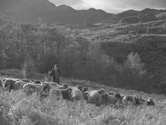 Een boer kijkt naar zijn kudde schapen, de bergen op de achtergrond