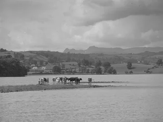 Een groep koeien op een zandbank in Esthwaite Water