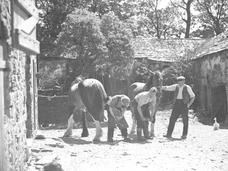 Hoefsmid beslaat paard