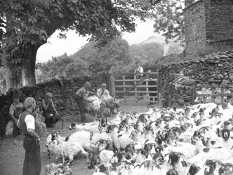 Mannen scheren schapen op banken met kudde schapen op voorgrond