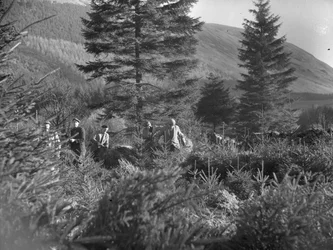 Mannen aan het werk tussen gevelde kerstbomen in Thirlmere