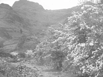 Rivier met bloesembomen langs oever en Langdale Pike op achtergrond