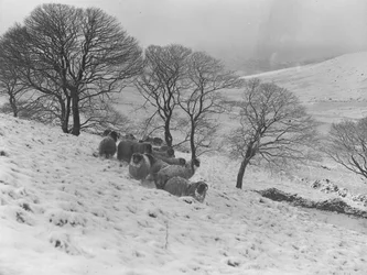 Schapen ineengedoken in zware wintersneeuw in de bergen