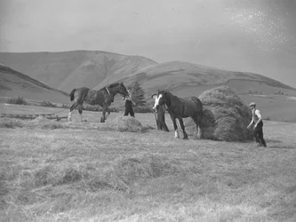 Twee paarden trekken sleeën