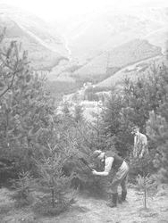 Twee mannen vellen een kerstboom met een bijl met Thirlmere erachter