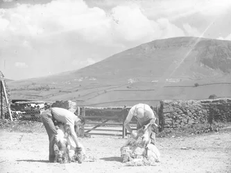 Twee schapen worden met de hand geschoren in Thirlmere