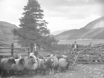 Twee herders met een kudde schapen en Thirlmere erachter