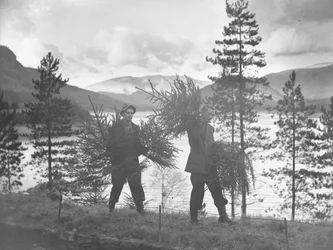 Twee jonge mannen dragen kleine kerstbomen op de oever van Thirlmere