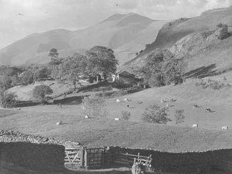 Uitzicht over velden naar boerderij bij Thirlmere met schapen en koeien