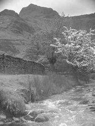 Uitzicht op bergbeek met bloesemboom op de voorgrond en Langdale Pikes op de achtergrond