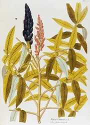 Esdoornbladige sumak of Siciliaanse sumak (Rhus coriaria), uit Icones plantarum medicinalium, Wenen
