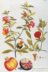 Granaatappel (Punica granatum), uit Icones plantarum medicinalium, Wenen