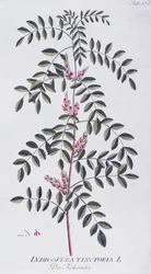 Ware indigo (Indigofera tinctoria) door Joseph Jacob von Plenck (1735-1807), uit Icones plantarum medicinalium, Wenen